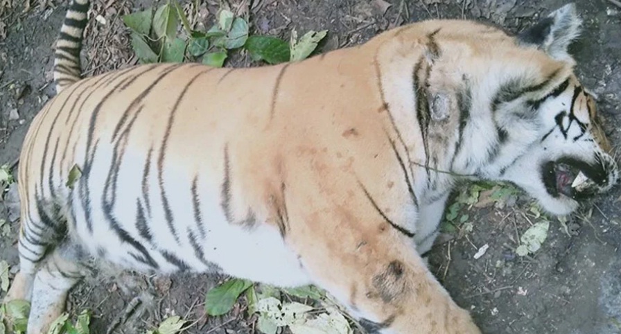 वेदघारी सामुदायिक वनमा वयस्क बाघ मृत फेला