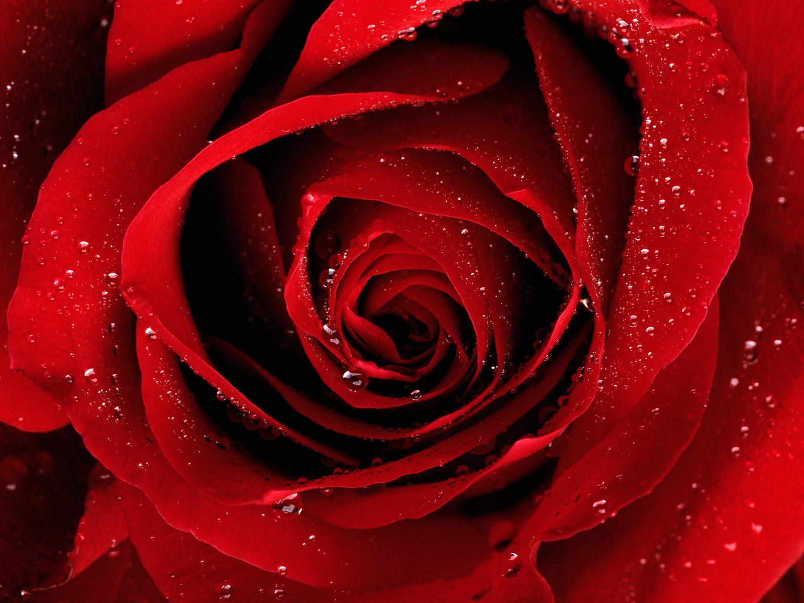 ‘भ्यालेन्टाइन्स् डे’ का लागि झण्डै एक करोड रुपैयाँको गुलाब आयात