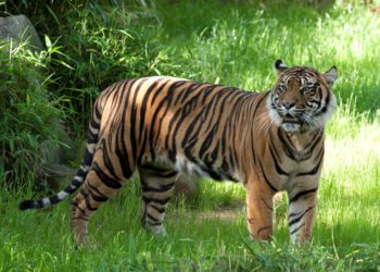आज विश्व बाघ दिवस : बाघको संख्या बढेर तेब्बर, व्यवस्थापनमा चुनौती