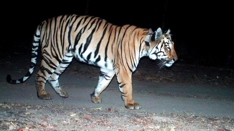 साथीको खोजीमा ३,००० किलोमिटर यात्रा गरेको एक बाघ