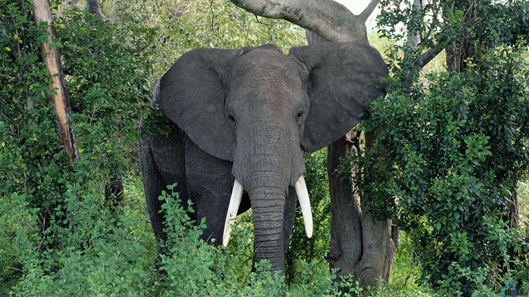 चितवन निकुञ्जमा गैँडा गणकमाथी जंगली हात्तीको आक्रमण : तीनजना घाईते