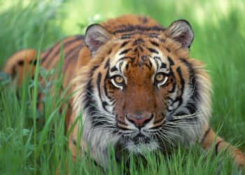बाघ संरक्षणमा मानव–वन्यजन्तु द्वन्द्व मुख्य चूनौती