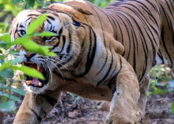 नवलपुरको हिंस्रक बाघ नियन्त्रणमा लिन चुनौती : पाईला भेटियो, बाघ भेटिएन