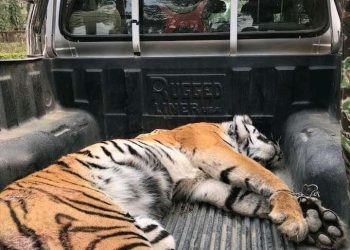 बर्दघाटको दाउन्नेदेवी सामुदायिक वनमा पाटे बाघ मृत फेला