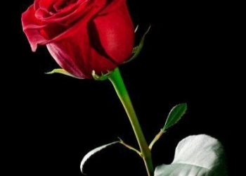 ‘भ्‍यालेनटाइन डे’मा ५० हजार बढी रातो गुलाब भारतबाट आयात गरिने