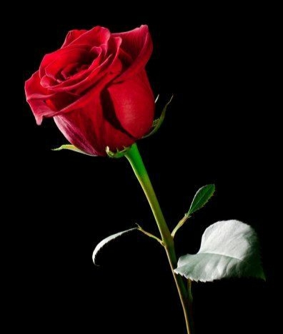 ‘भ्‍यालेनटाइन डे’मा ५० हजार बढी रातो गुलाब भारतबाट आयात गरिने