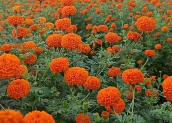 रसायनको प्रयोग गरिएको भारतीय फूल स्थानीय किसानको लागी टाउको दुखाई