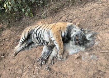 डिभिजन वन नवलपुरको चरम लापरबाही : पोस्टमार्टम नगरी गाडियो मृत बाघ