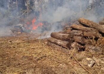 सशस्त्र वनरक्षकको निगरानीमा रहेका गोलिया आगलागी बाट नष्ट