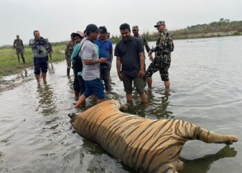 चितवन राष्ट्रिय निकुञ्ज र यस आसपासका क्षेत्रमा ६ वटा बाघ मृत फेला