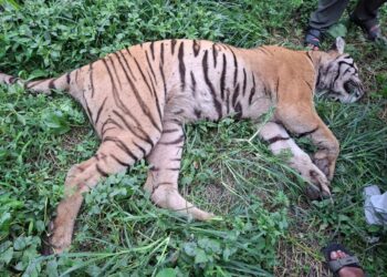 दुईजना मानिसको ज्यान लिएको नरभक्षी बाघ खोरमा मर्यो